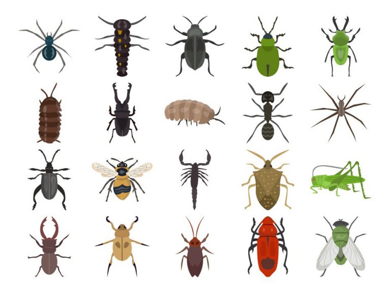 Insects Icon Free - Frebers